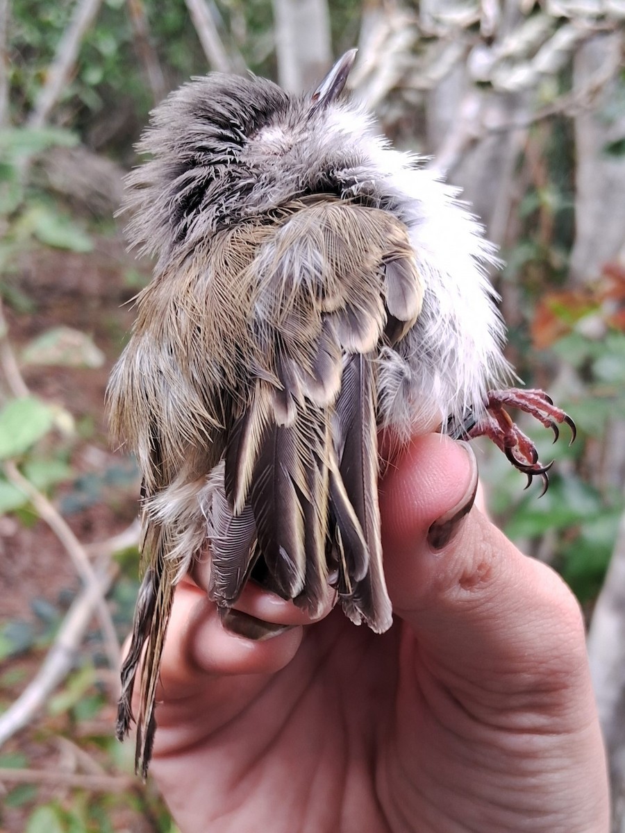 Pearly-vented Tody-Tyrant - ML620154118