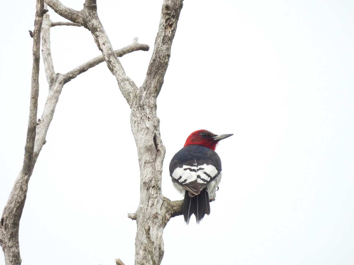 Red-headed Woodpecker - ML620154129