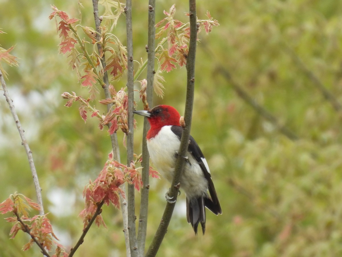 Red-headed Woodpecker - ML620154130