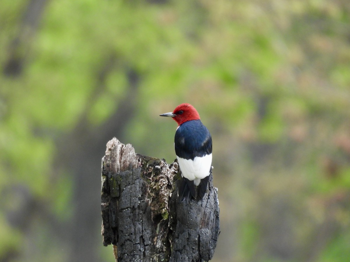 Pic à tête rouge - ML620154131