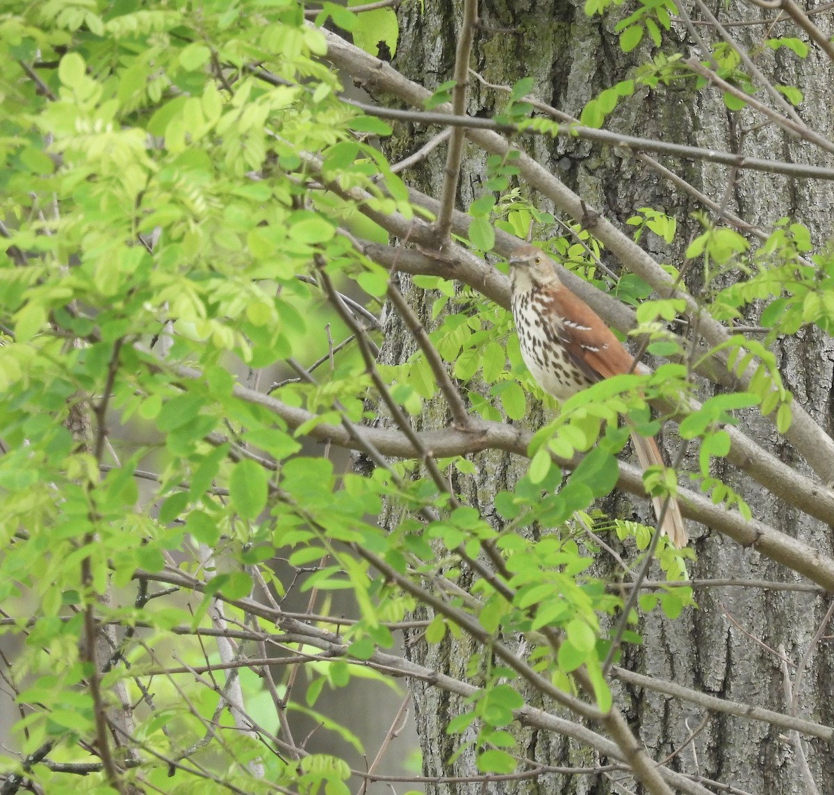 Brown Thrasher - ML620154135