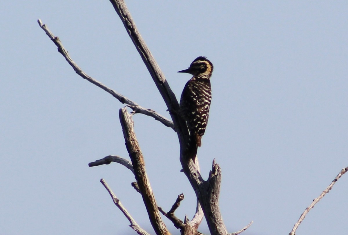 Ladder-backed Woodpecker - ML620154137