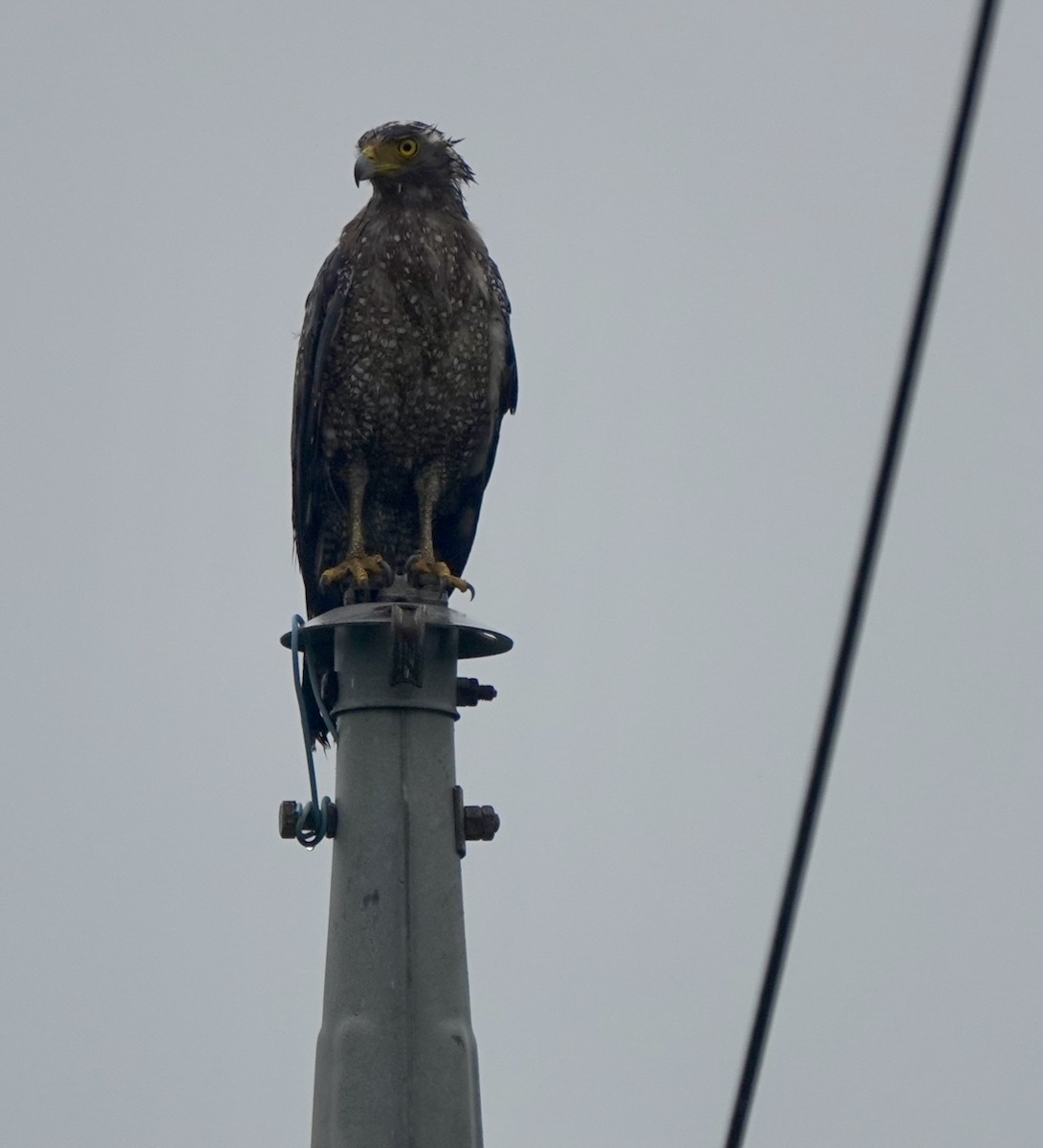 Crested Serpent-Eagle (Ryukyu) - ML620154141