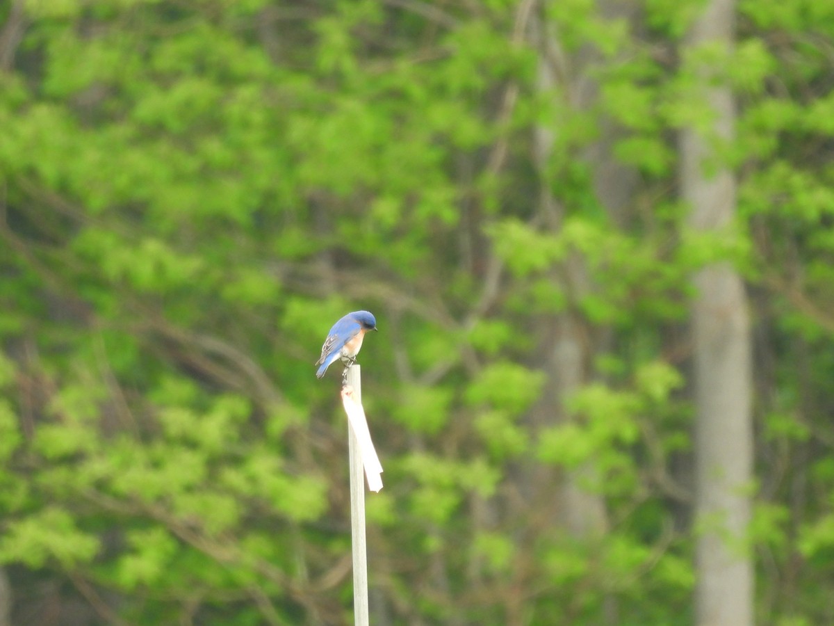 Eastern Bluebird - ML620154144