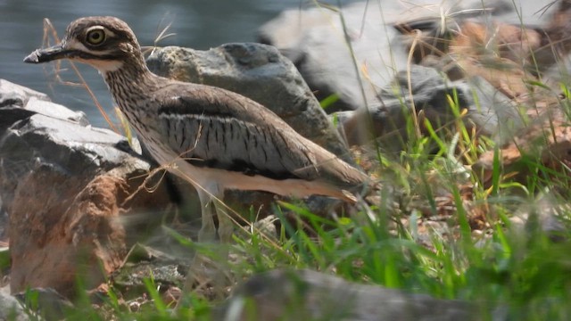 Water Thick-knee - ML620154151