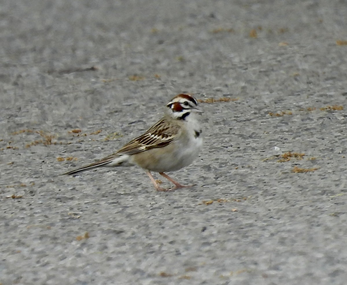 Lark Sparrow - ML620154153