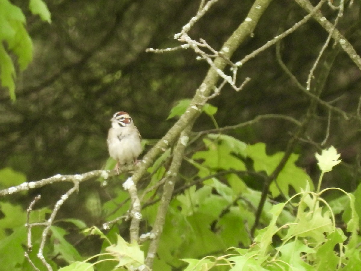 Lark Sparrow - ML620154155