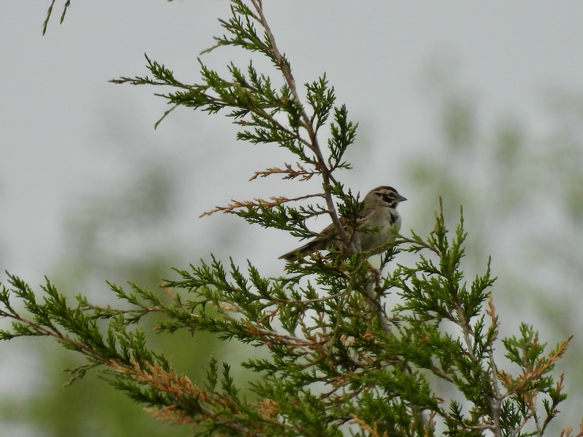 Lark Sparrow - Kathy Rigling