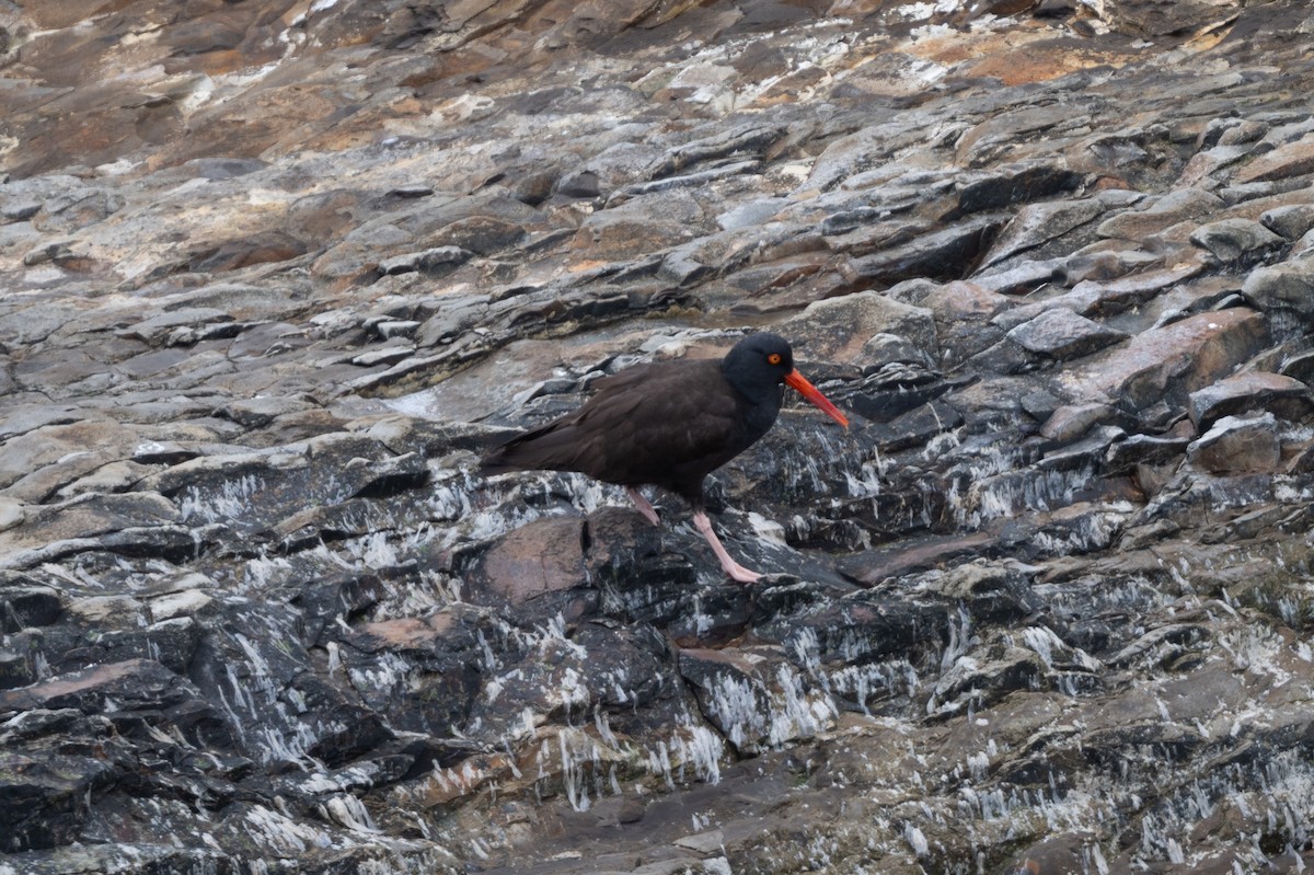 Black Oystercatcher - ML620154160