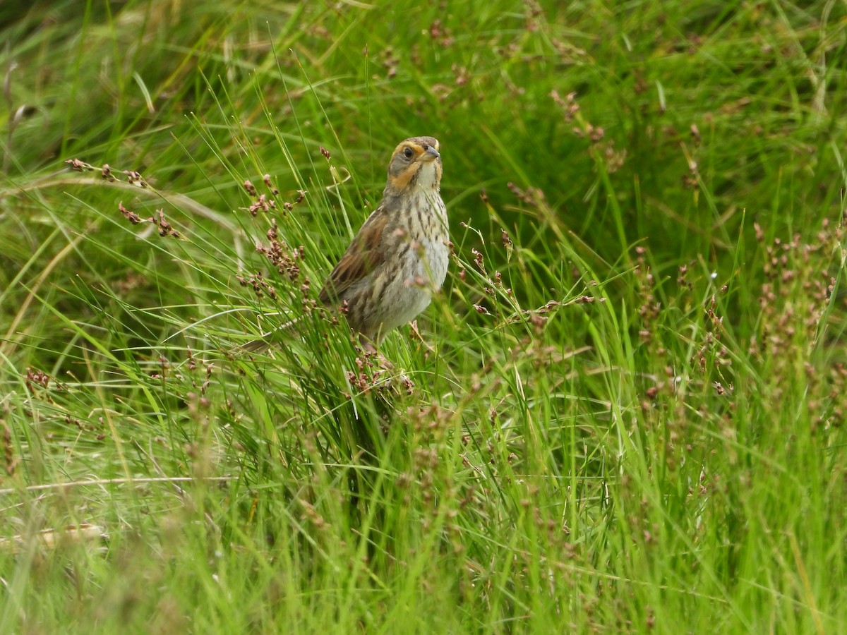 Saltmarsh Sparrow - ML620154169
