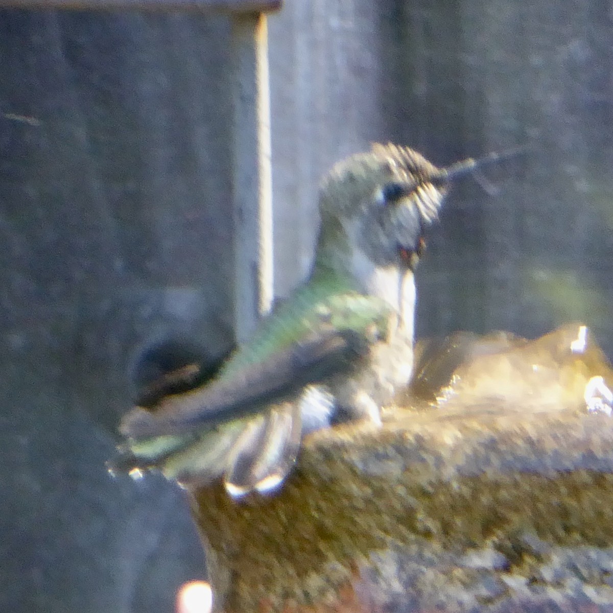 Anna's Hummingbird - ML620154174