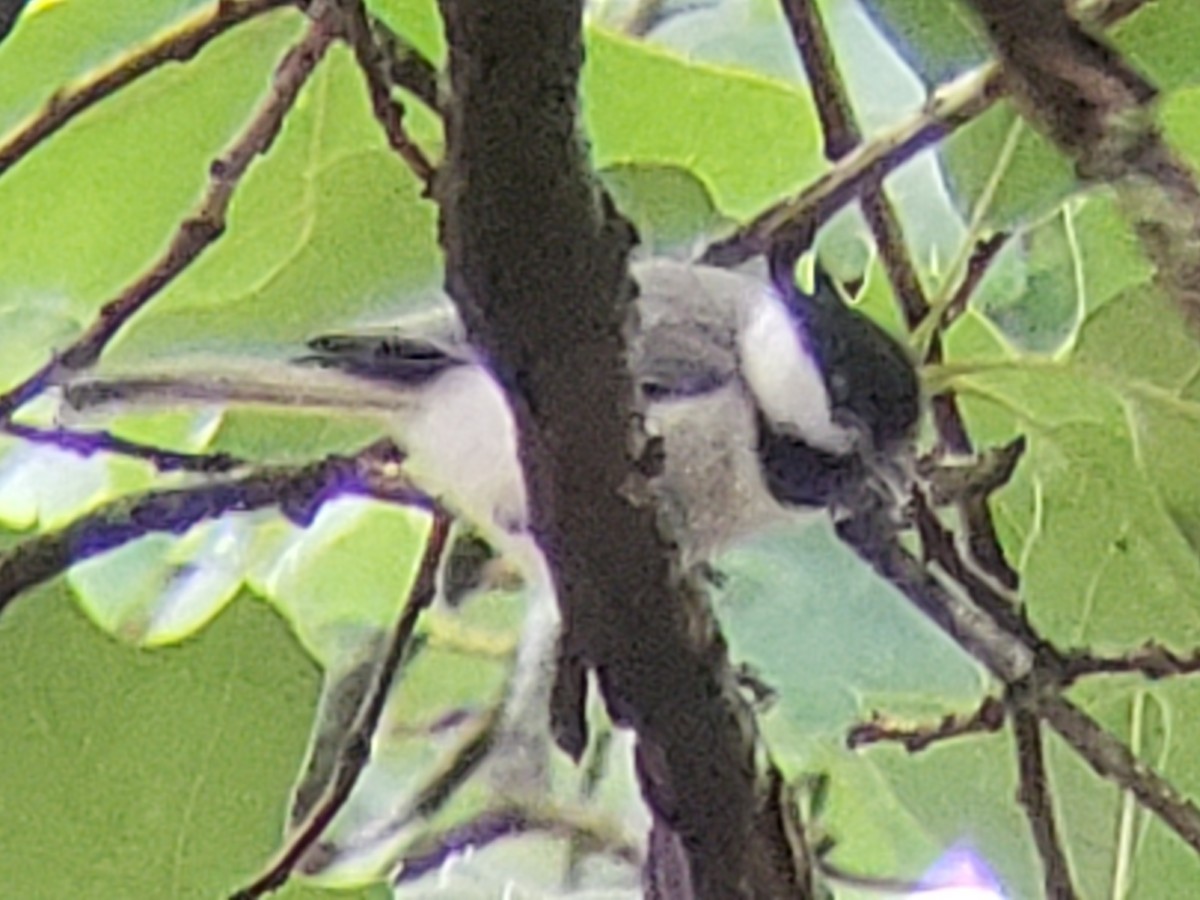 Carolina Chickadee - ML620154178