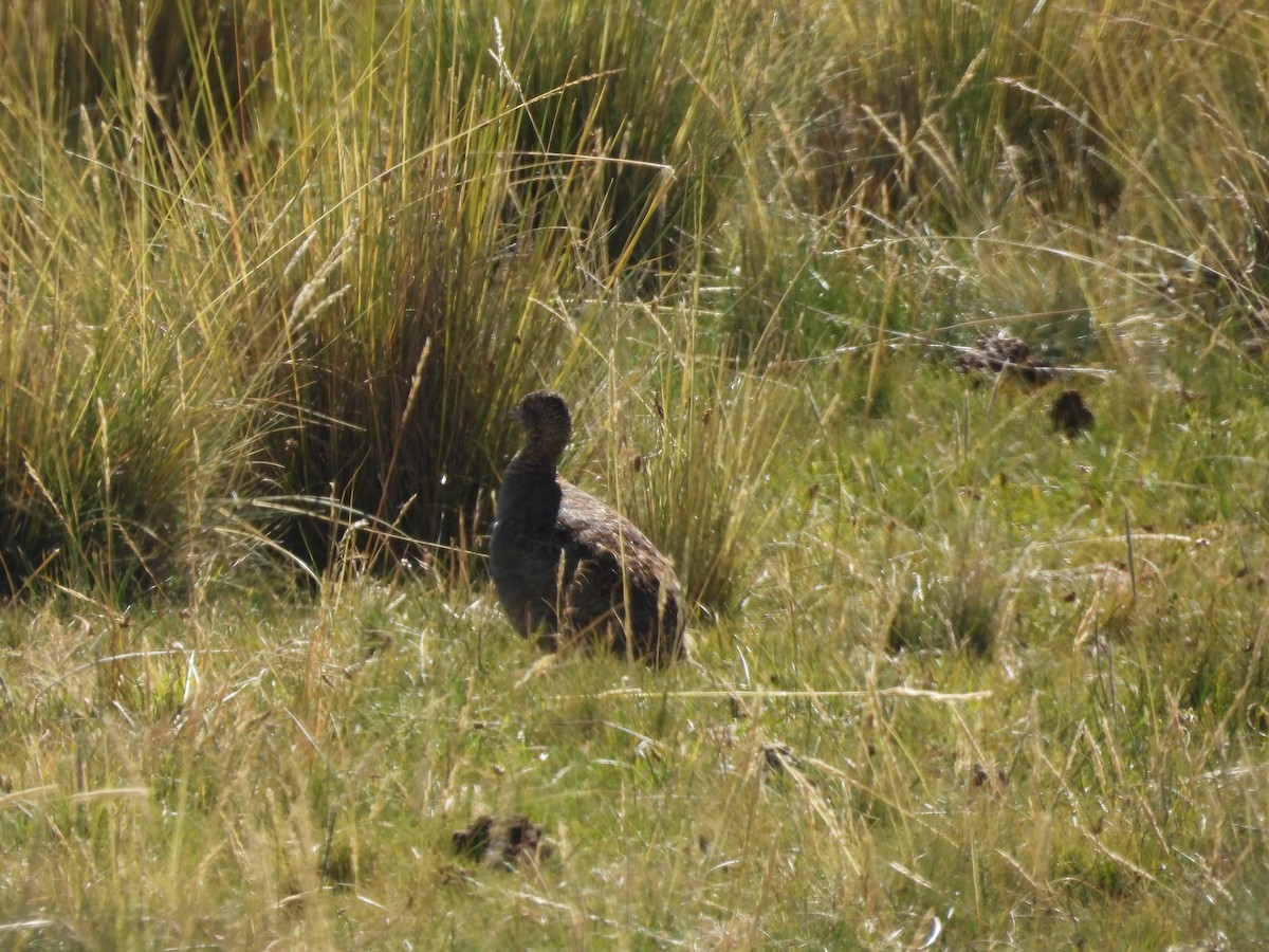 Ornate Tinamou - ML620154179