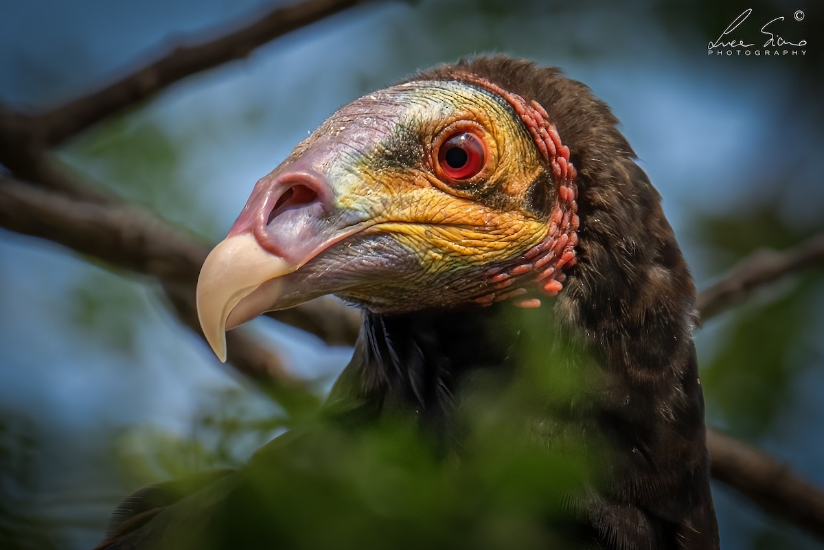 Lesser Yellow-headed Vulture - ML620154186