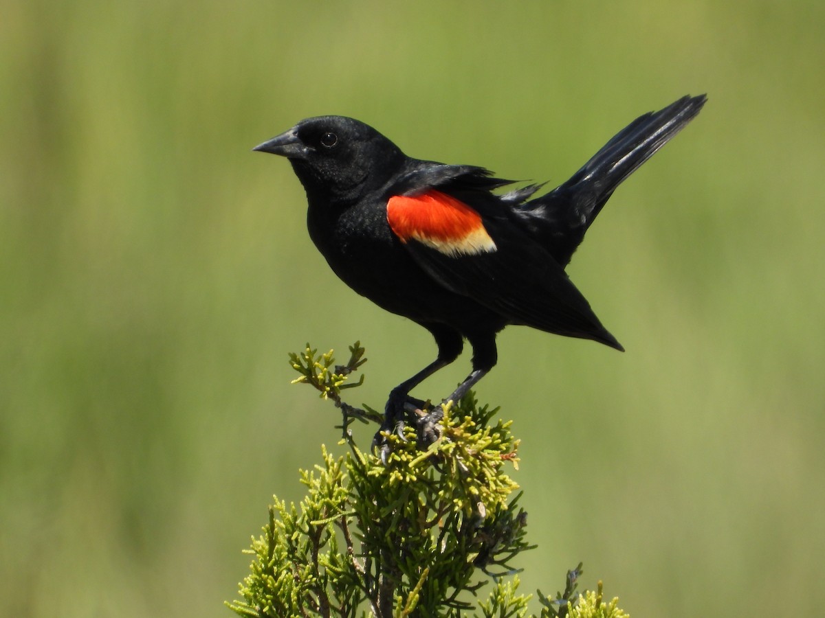 Red-winged Blackbird - ML620154188