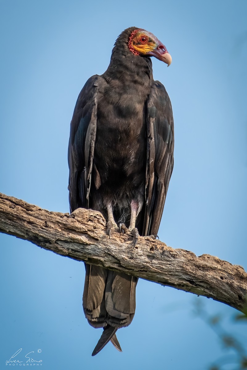 Lesser Yellow-headed Vulture - ML620154193