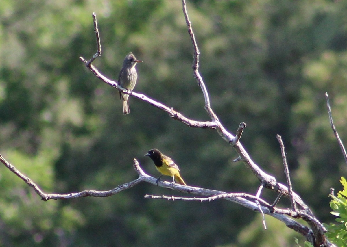 Greater Pewee - ML620154197