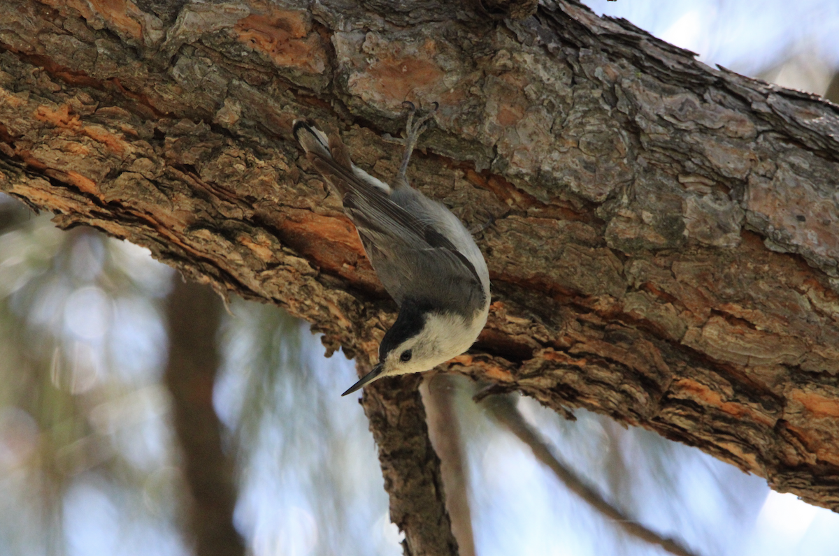 White-breasted Nuthatch - ML620154202