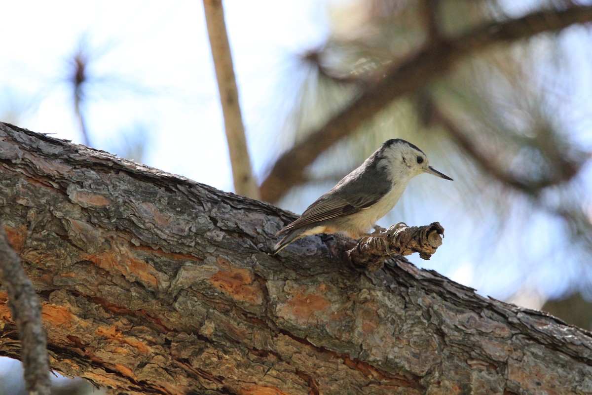White-breasted Nuthatch - ML620154203