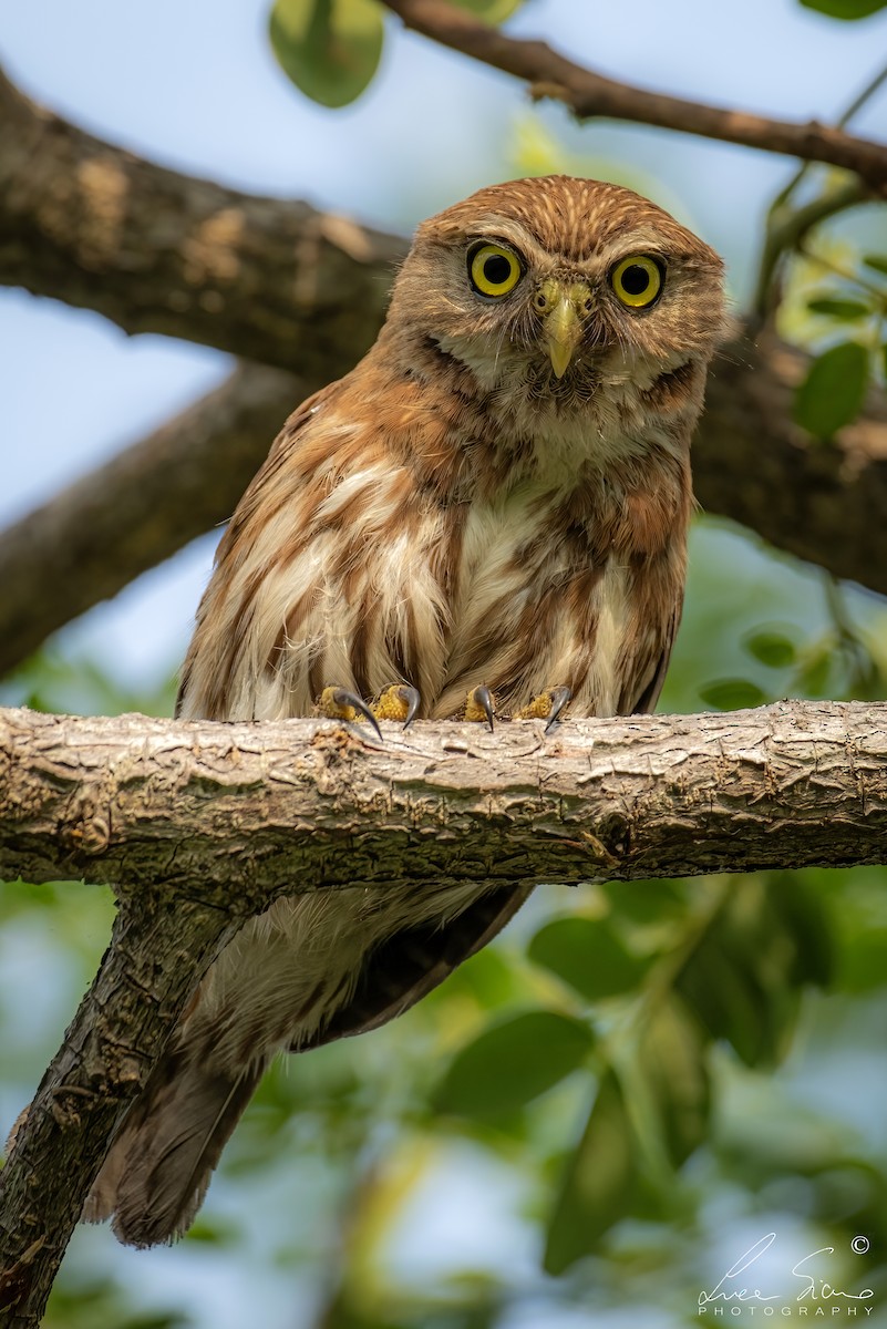 Ferruginous Pygmy-Owl - ML620154204