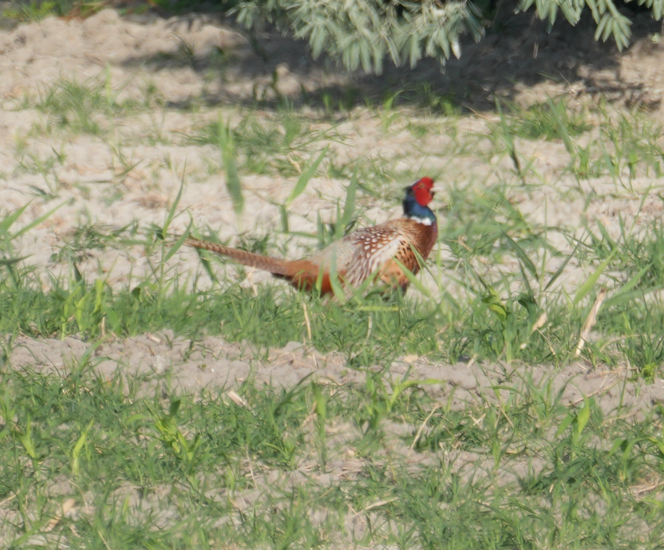 Ring-necked Pheasant - ML620154227