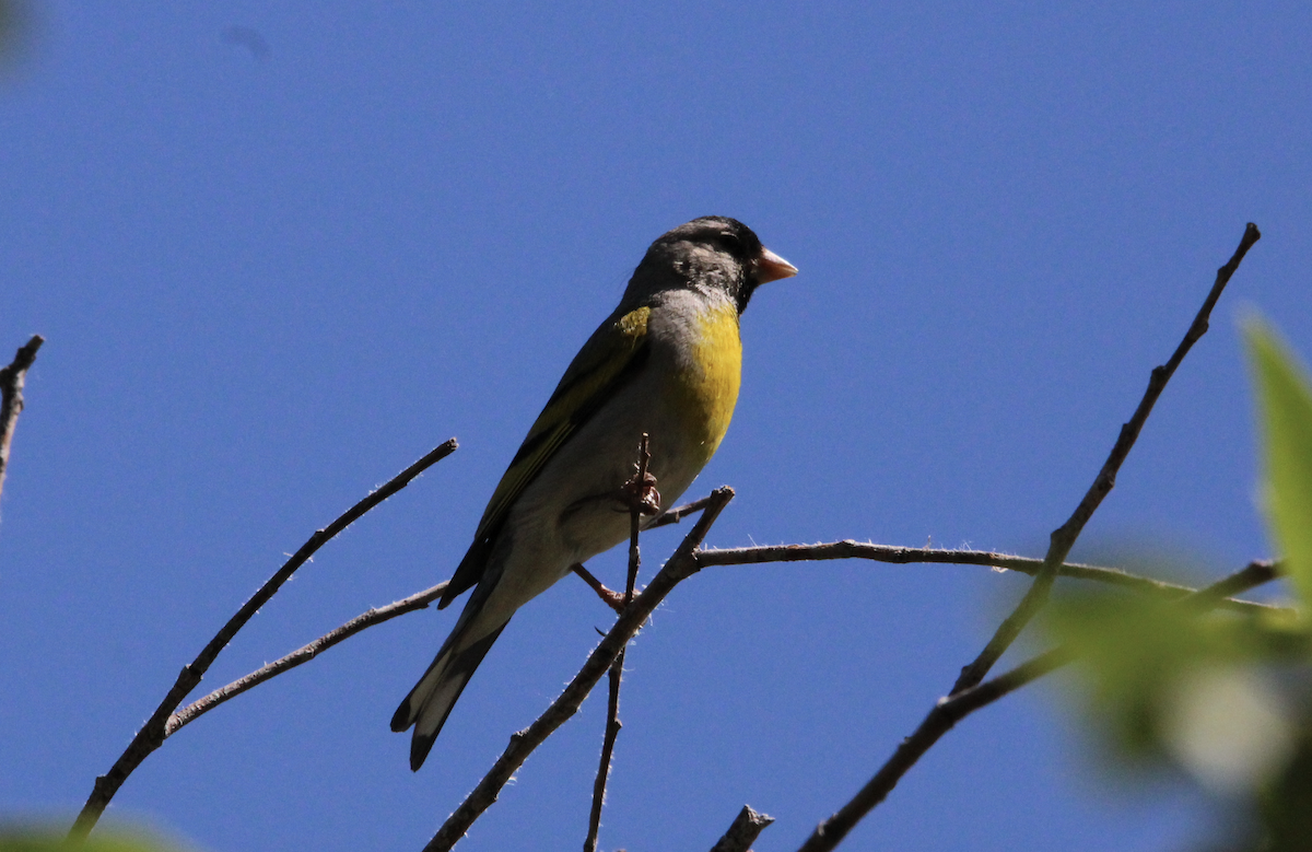 Lawrence's Goldfinch - ML620154228