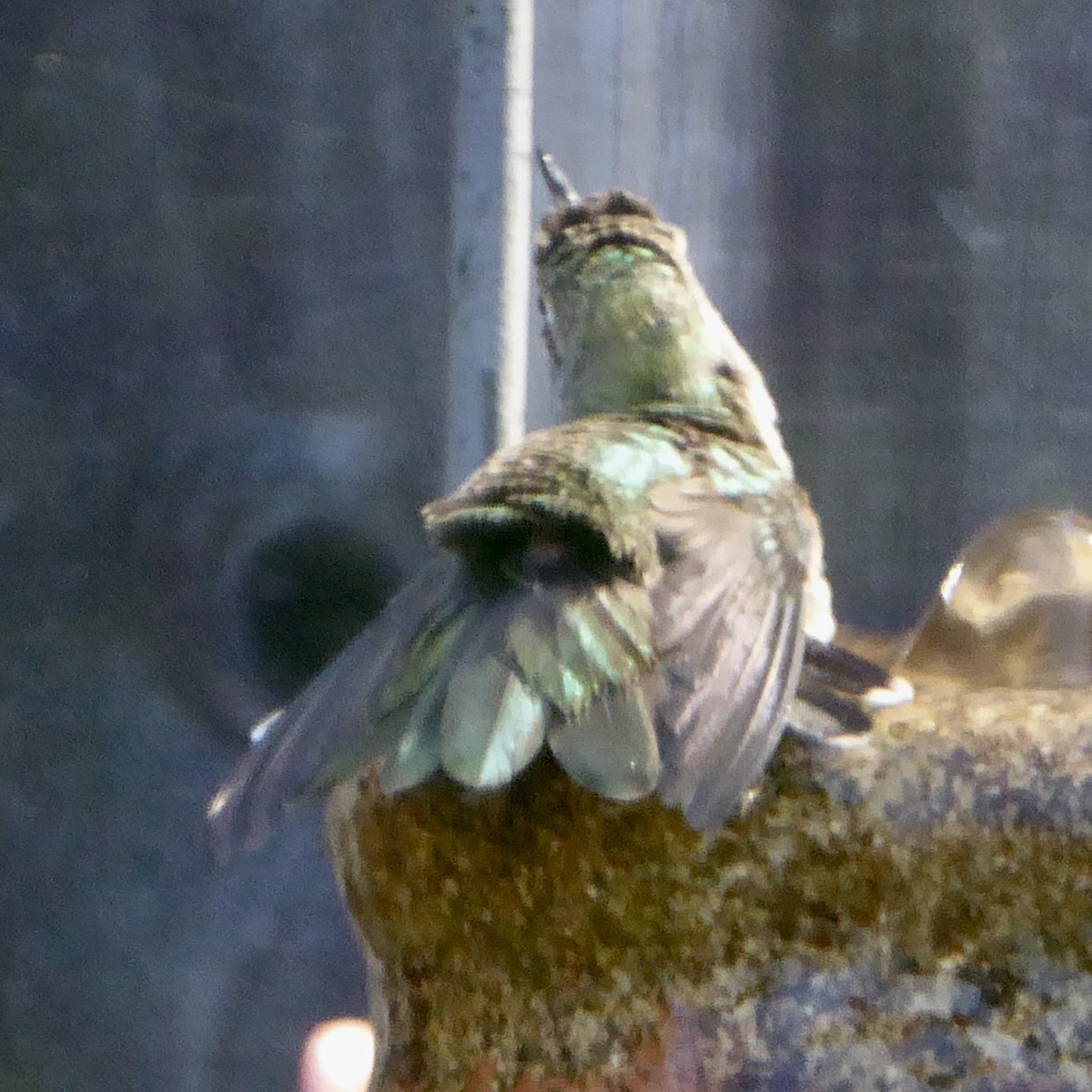Anna's Hummingbird - ML620154230