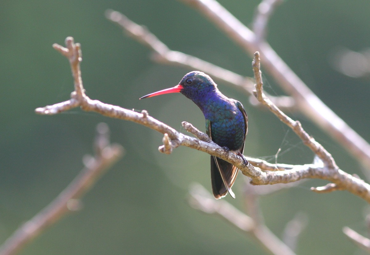 Colibrí Piquiancho de Guerrero - ML620154233