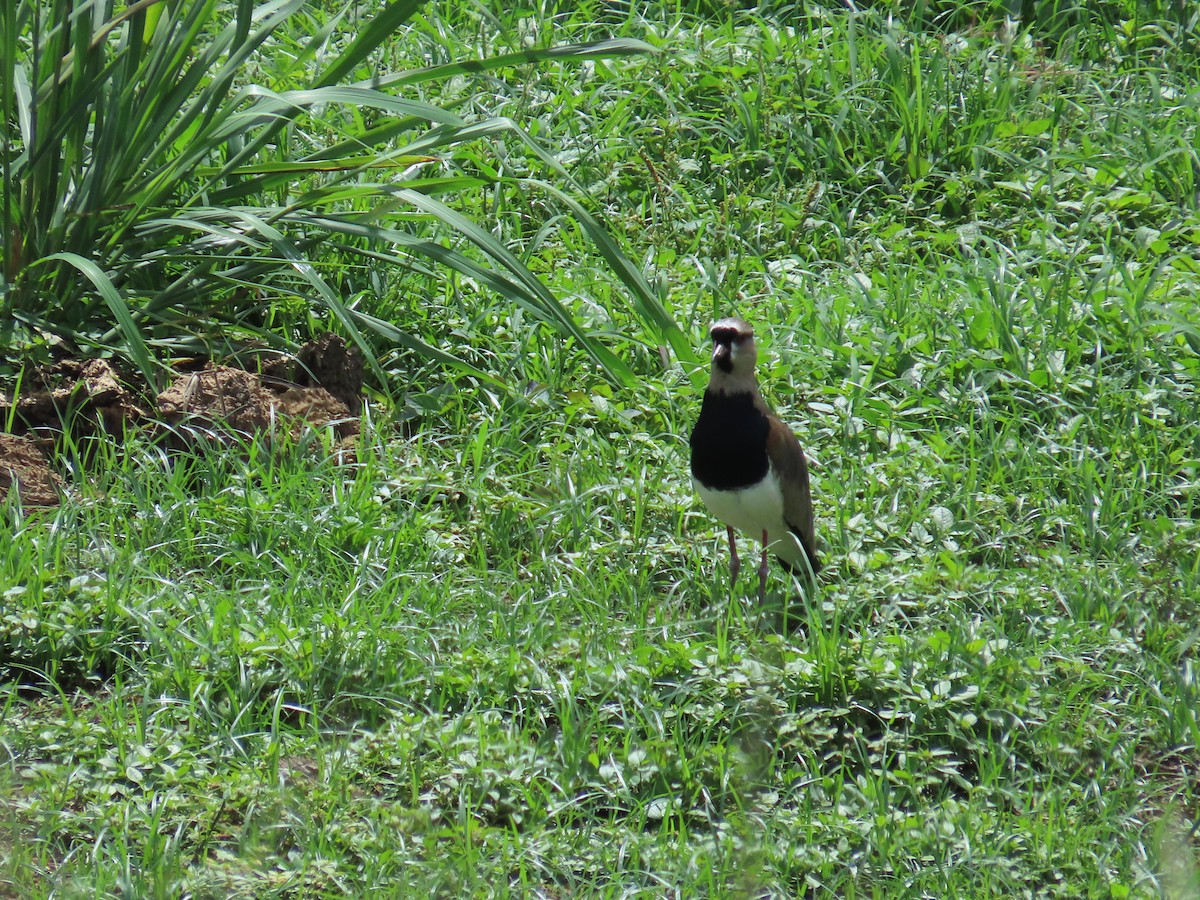 Southern Lapwing - ML620154235