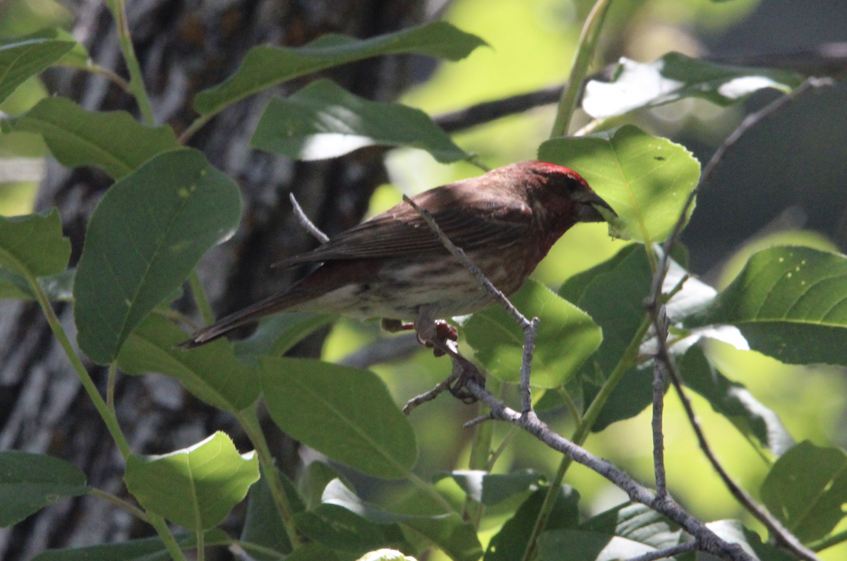 Purple Finch - ML620154238