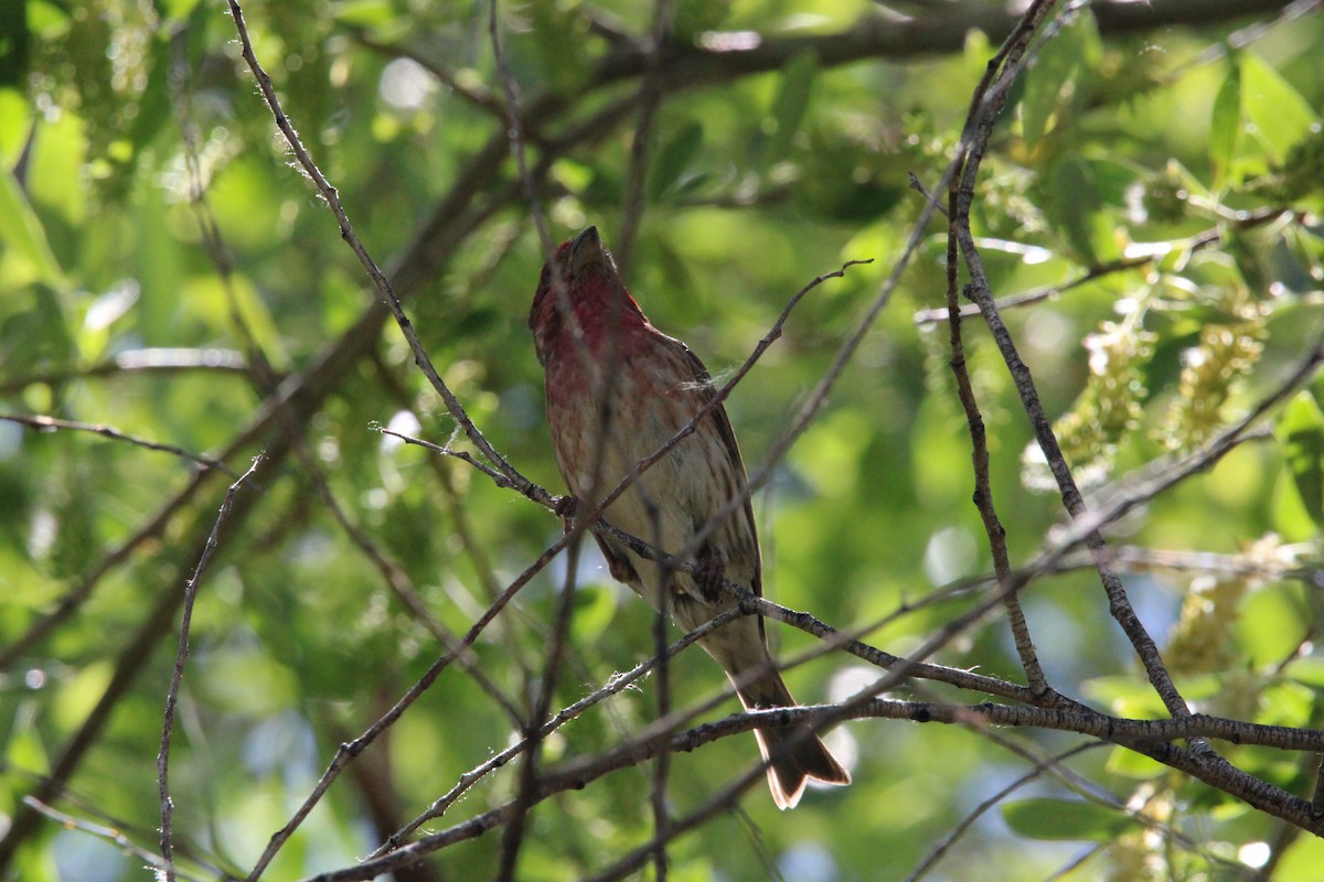 Purple Finch - ML620154239