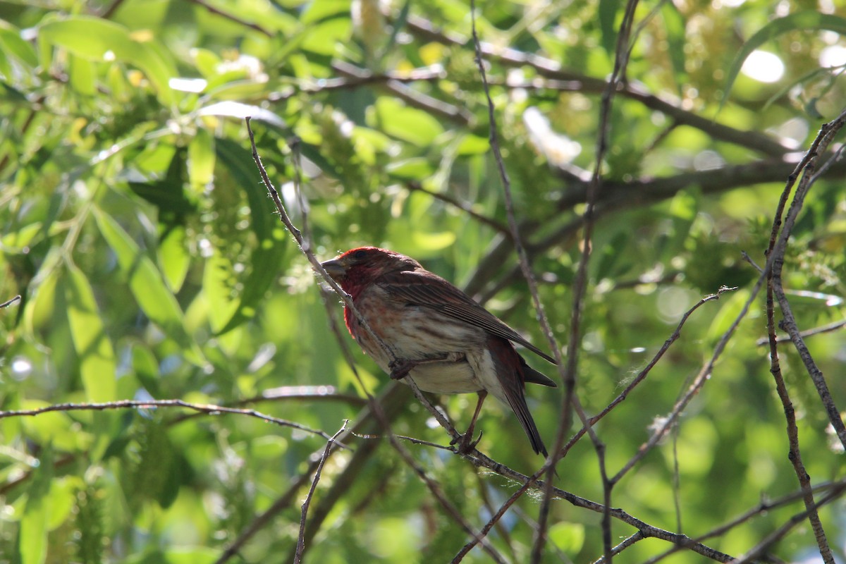 Purple Finch - ML620154240