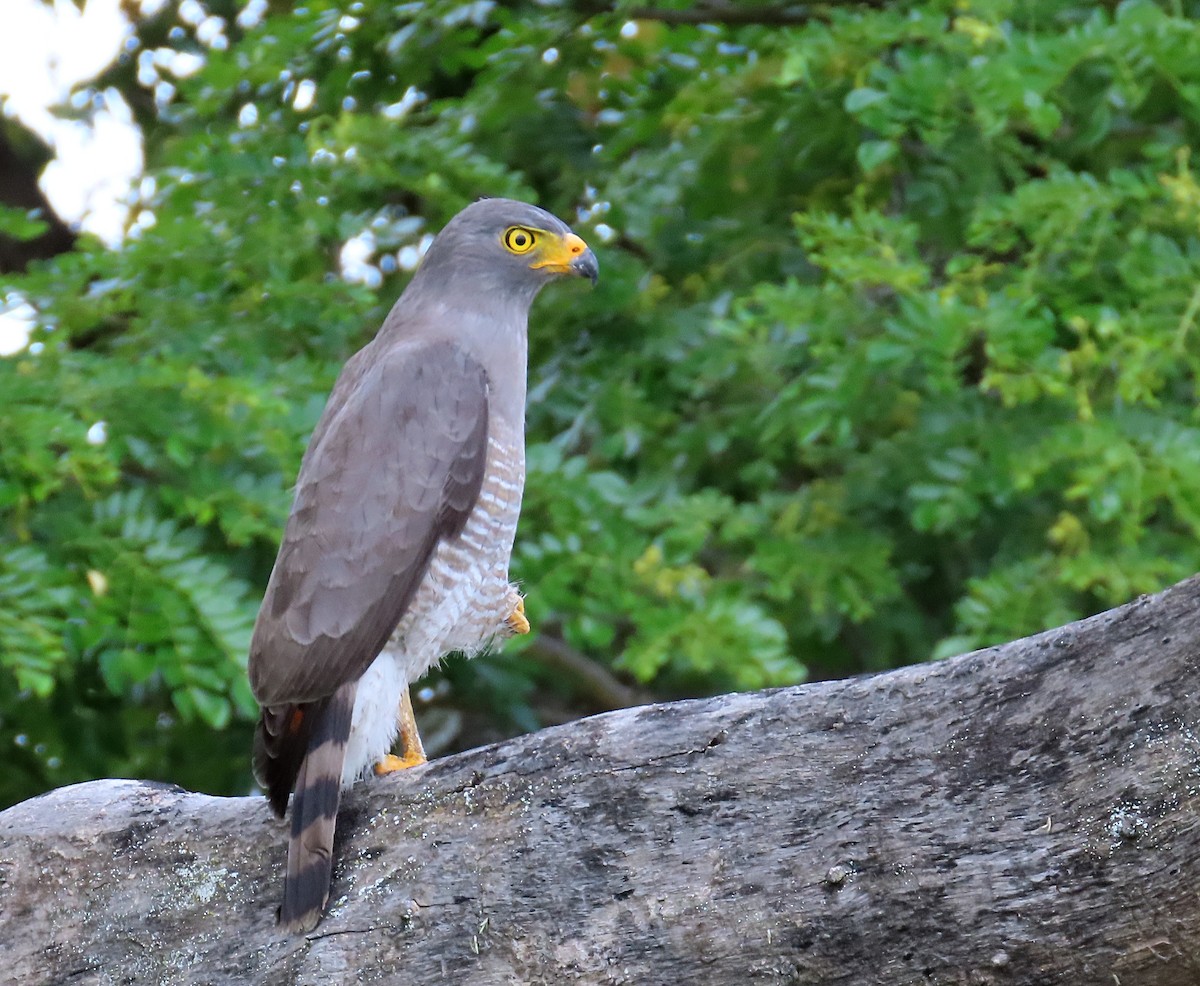 Roadside Hawk - ML620154242