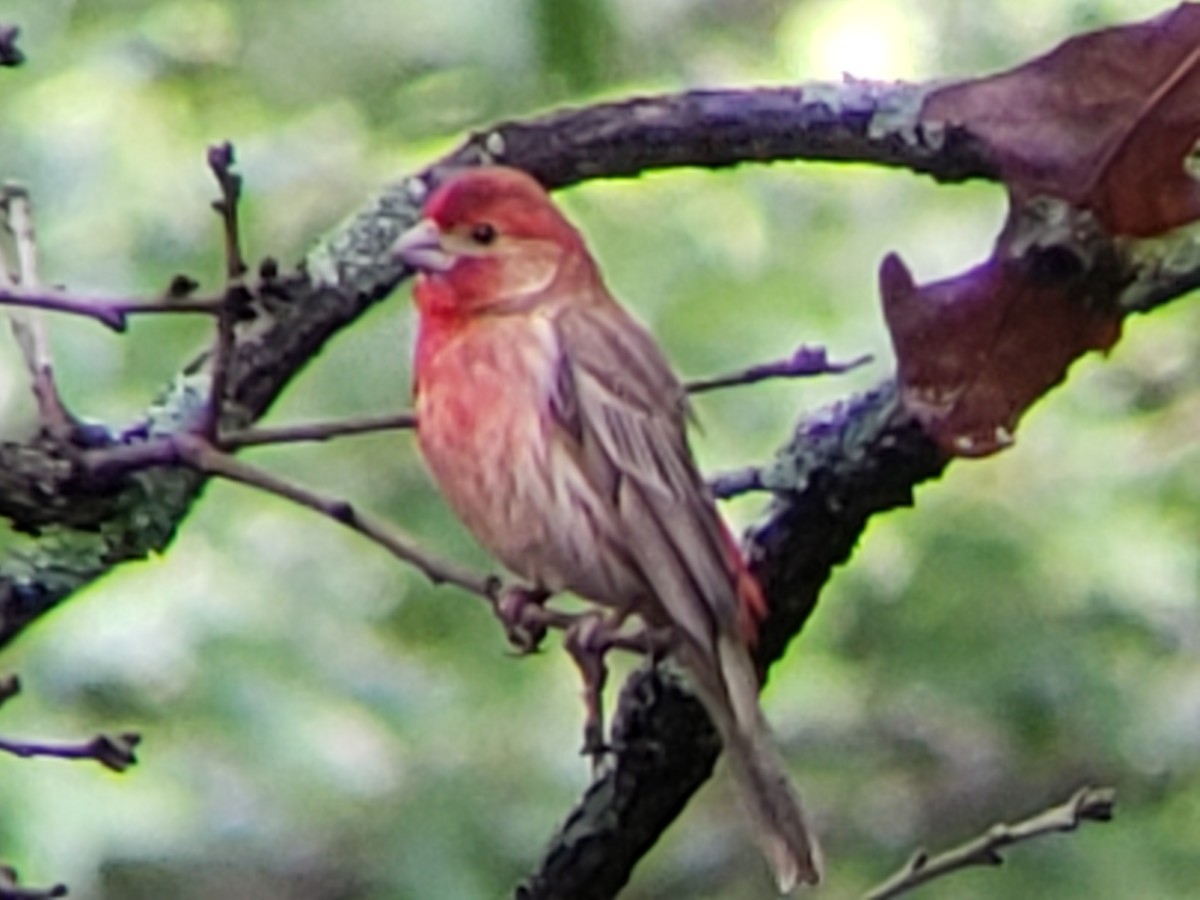 House Finch - ML620154250