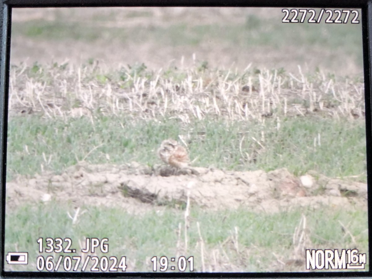 Burrowing Owl - ML620154252