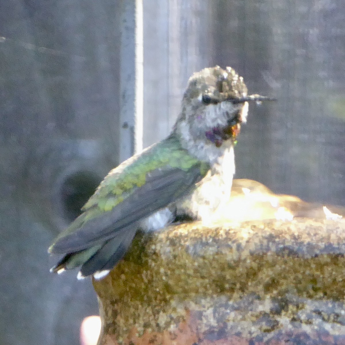 Anna's Hummingbird - ML620154254