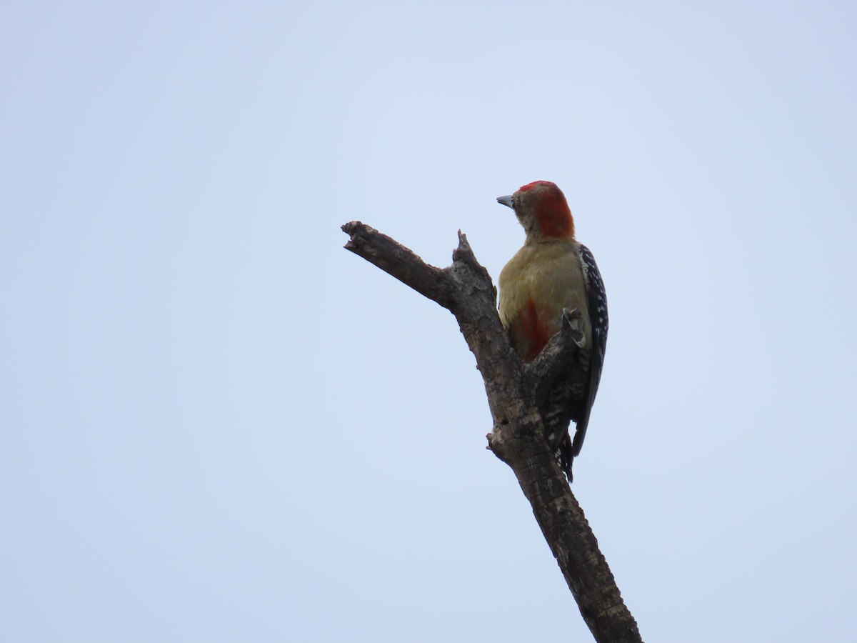 Red-crowned Woodpecker - ML620154256