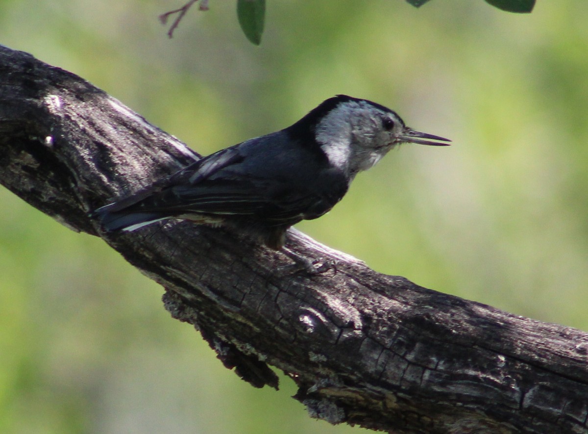 White-breasted Nuthatch (Interior West) - ML620154263
