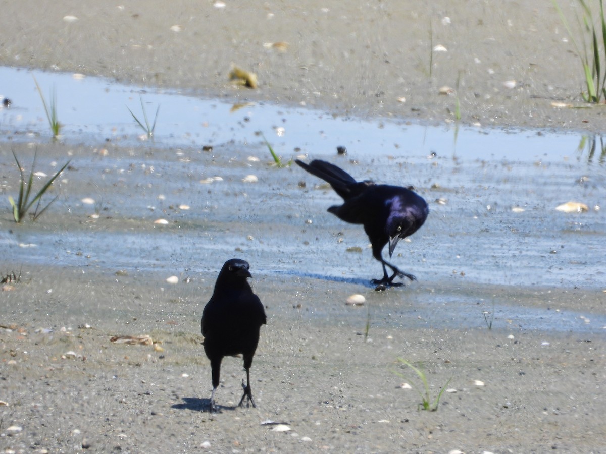 Boat-tailed Grackle (torreyi/alabamensis) - ML620154264