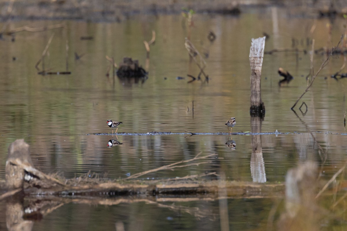 Black-fronted Dotterel - ML620154275