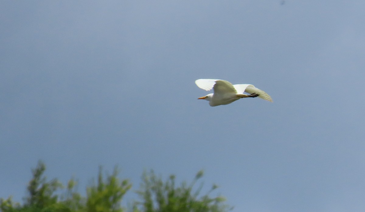 Western Cattle Egret - ML620154284