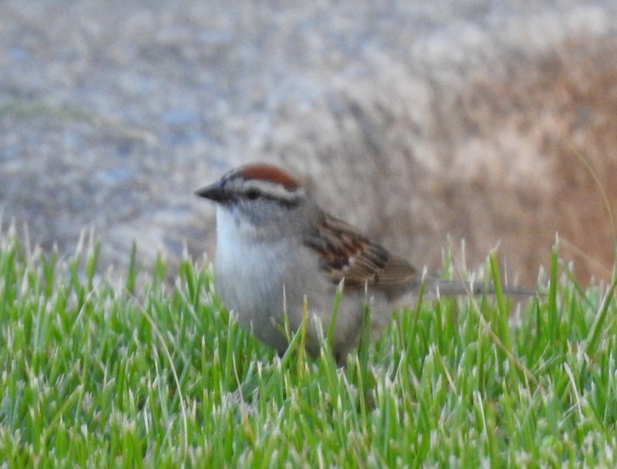 Chipping Sparrow - ML620154285