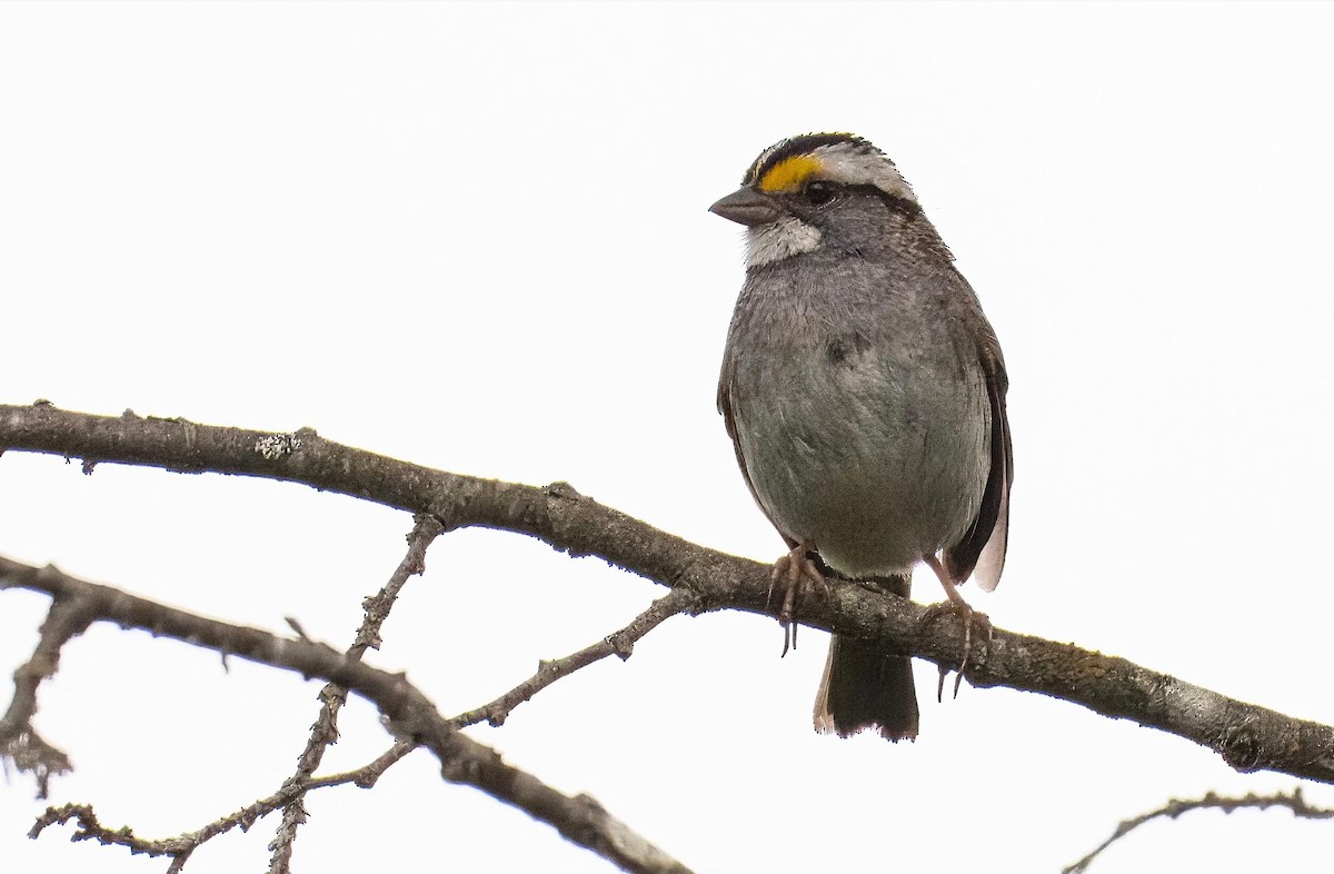 White-throated Sparrow - ML620154291