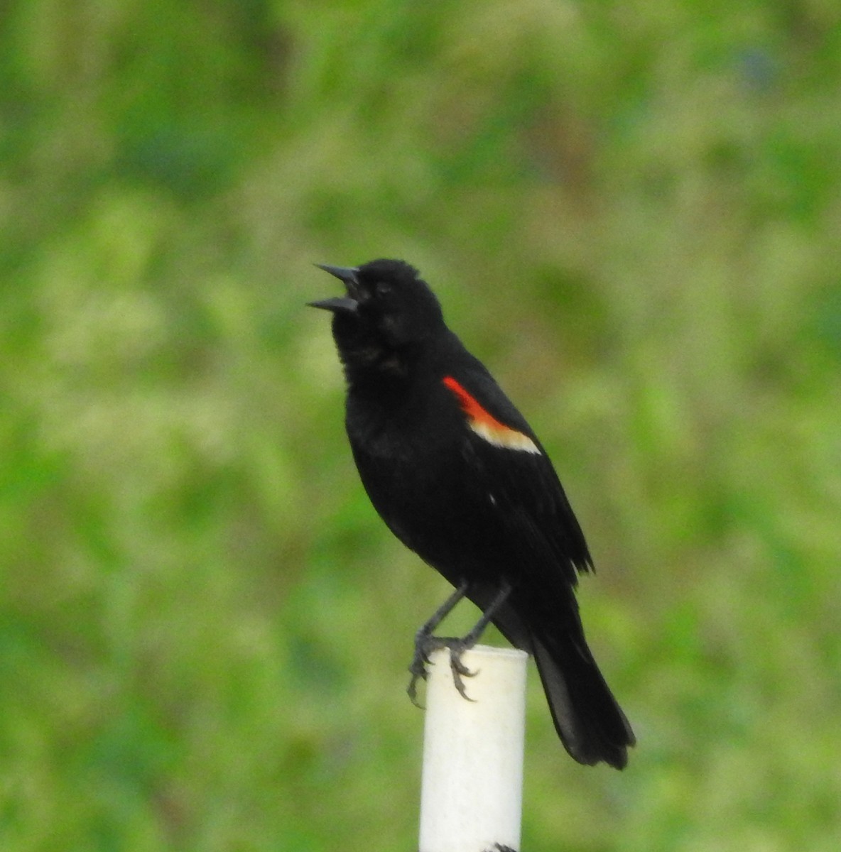 Red-winged Blackbird - ML620154297
