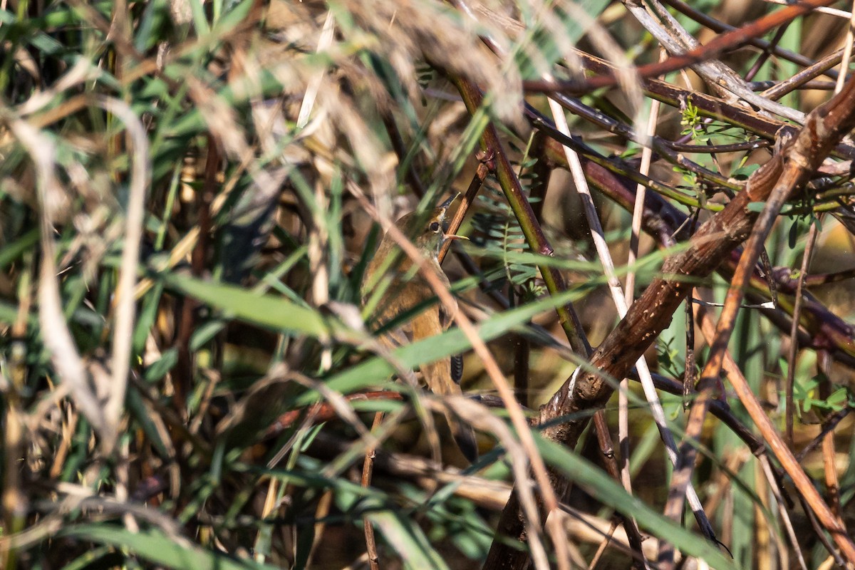 Australian Reed Warbler - ML620154314