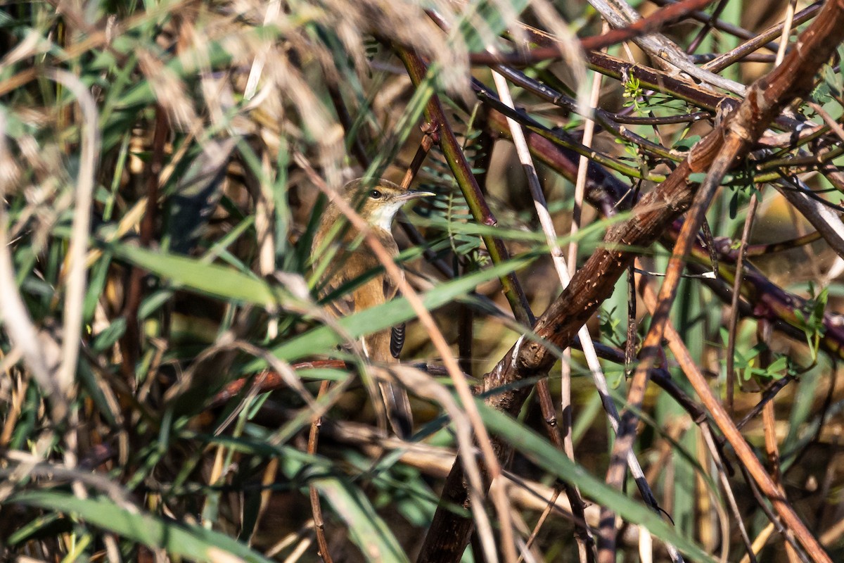 Australian Reed Warbler - ML620154315