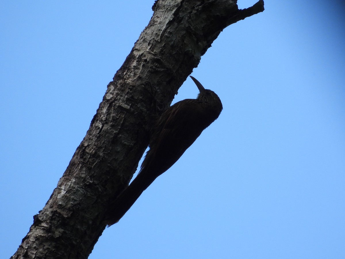 Inambari Woodcreeper - ML620154322