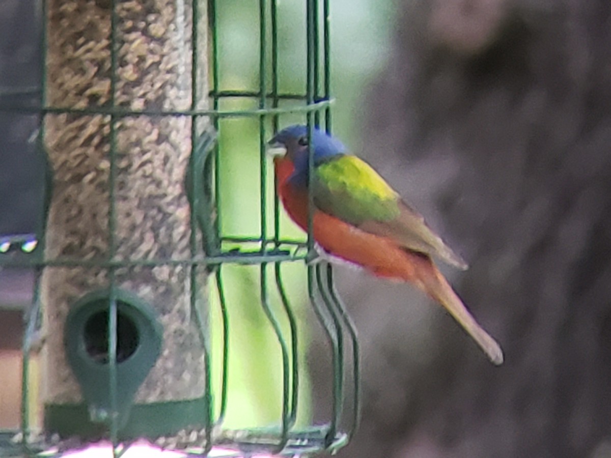 Painted Bunting - ML620154328