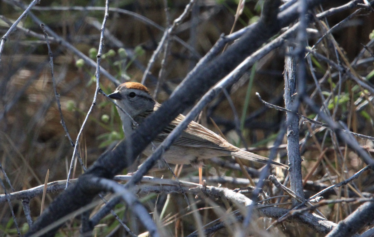 Chipping Sparrow - ML620154334