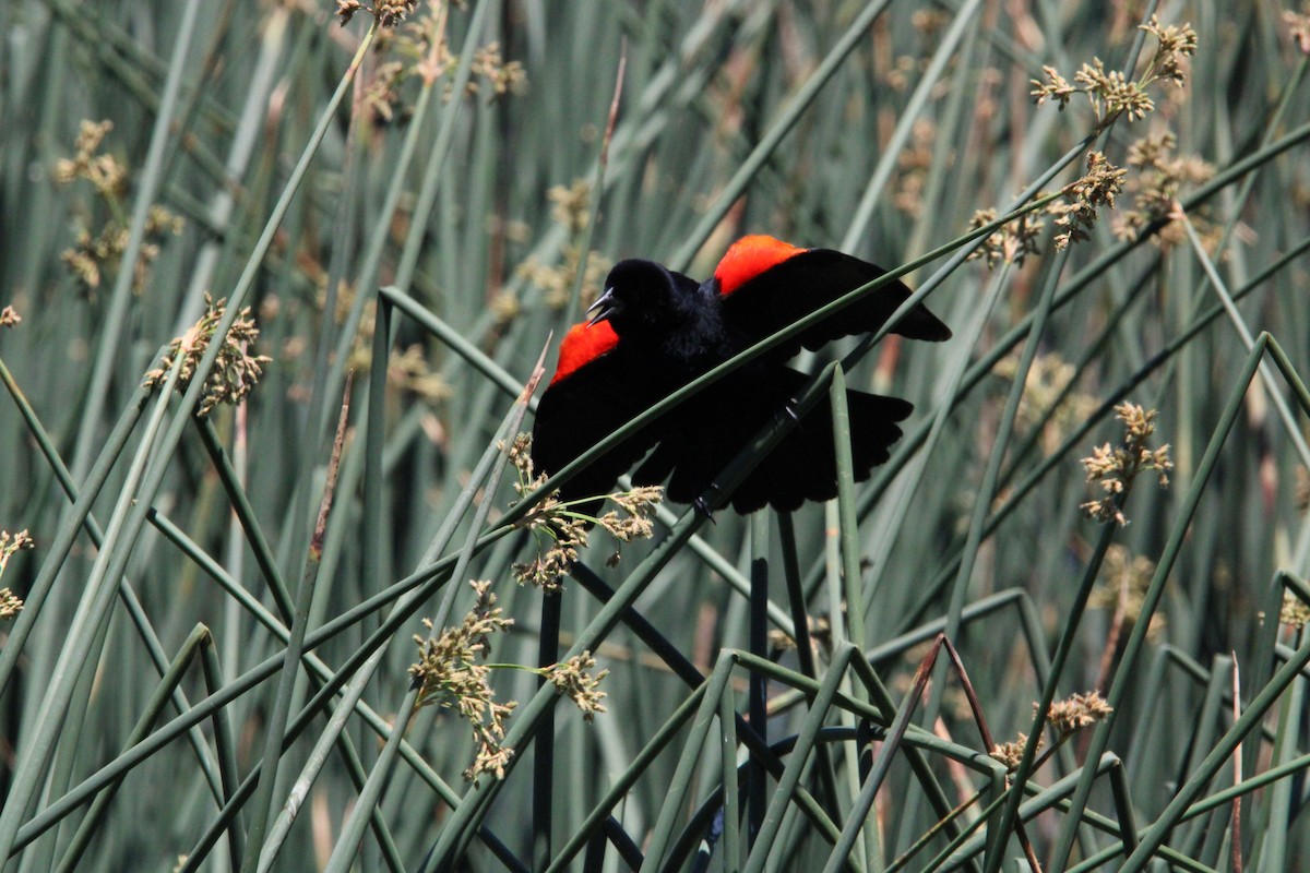 Red-winged Blackbird - ML620154344